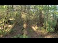 Old Growth Forest - Walk (360° Video)