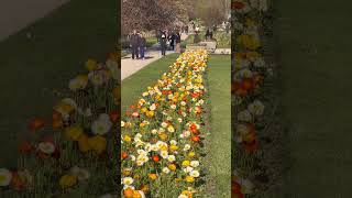 パリの花ごよみ🌸2026年3月17日｜今咲いている花