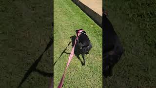 Video preview image #1 Labrador Retriever-Unknown Mix Puppy For Sale in Jackson, MS, USA