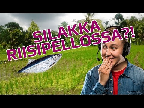 SANHOKIN IHME // PUBG