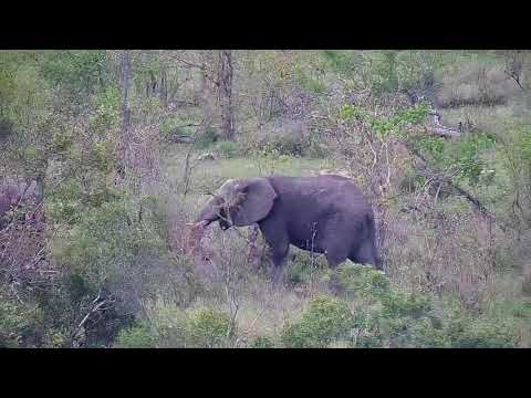 Djuma: Elephants feeding in the distance - 16:01 - 10/18/20