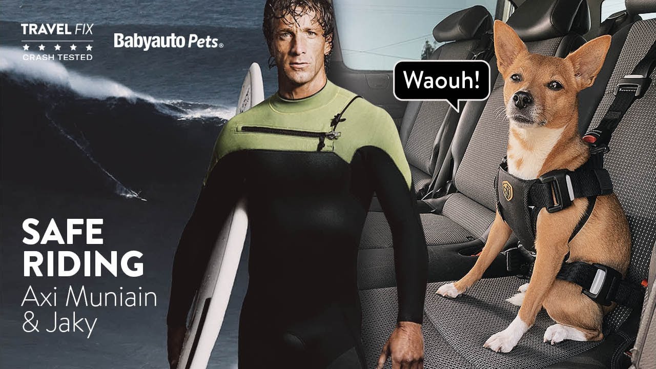 BabyAuto Pets