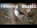 music for relaxation of sleep and meditation watch in 4k