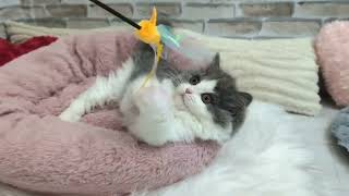 ブリティッシュロングヘアの動画01