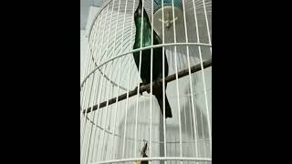 Download lagu CUCAK KELING GACOR mp3