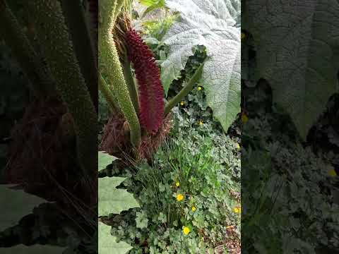 Nalcas en puerto cisnes #soydecarahue #patagoniachilena #carreteraaustral #coyhaique #aysén