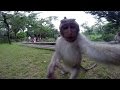 Un mono roba una cámara para tomarse un "selfie"