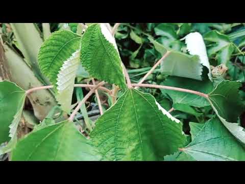 qhia tshuaj kho mob zwm qoob thiab kho mob rwj. 17/8/2022. yav ntuj tom qab channel