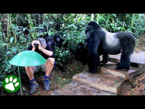 Touched By Wild Mountain Gorilla