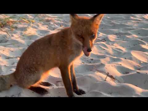 Der Fuchs am Weststrand Darß