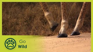 Giraffe - Africa's Wild Wonders - The Secrets of Nature