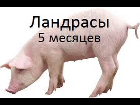 Ландрасы Поросята Фото Характеристики