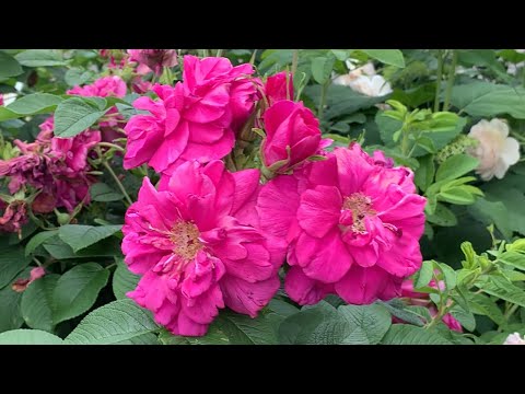 ハマナスについて詳しく解説