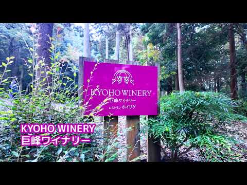 【4K】Fall Foliage Walk at Kyoho Winery