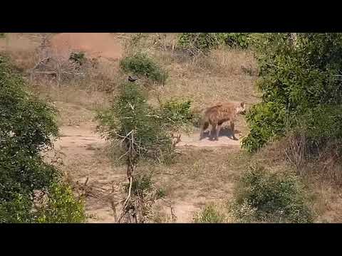 Djuma: Hyena gets surprised by an African Painted Dog - 16:45 - 11/18/20