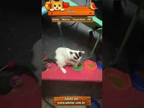 Vídeo de Nino 