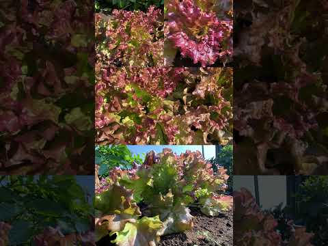 健康で豊かな収穫のために、春レタスをいつ、どのように播種すればよいでしょうか?  庭園