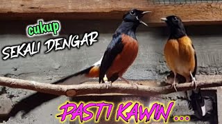Download lagu TERBUKTi, Pancingan Suara  Murai Batu Tercepat Bikin Murai Lain Naik Birahi & Kawin mp3