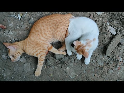 #petlover #petlovers #pet #pets #catvideo #catvideos #cats #cat ‎⁨@Parvinsworld-I8r