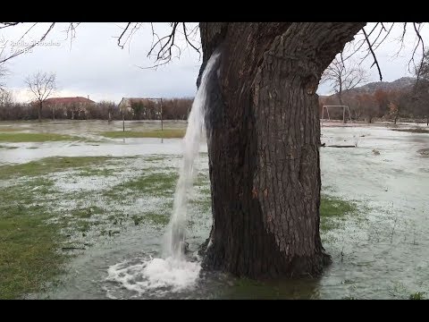 Podgoričko vodeno drvo