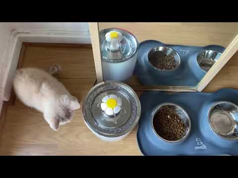 British Shorthair Cream Kitten Socrates arrived when he was almost 3 months old (02/02/2021)