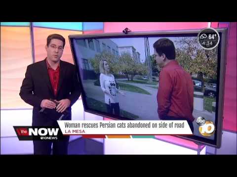 10News Abandoned Persian cats