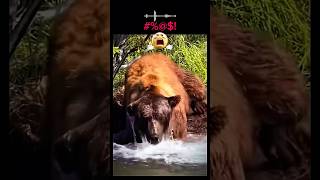 Grizzly Bear Fishing in River