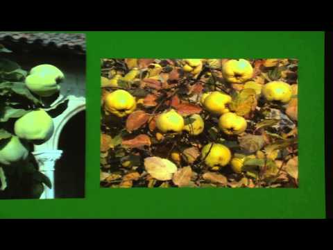 Sunday at the Met—Gardens and Architecture of The Cloisters: A 75th Anniversary Celebration