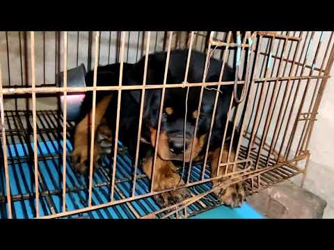 #ROTTWEILER.  #Big_head_beautiful_puppy.  #SHESHMA'S #SINGO