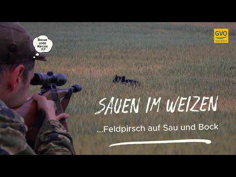 Sows in the wheat - successful field stalking of sows and bucks