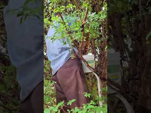 #Colhendo #Jabuticaba Seu Jonildo. do Sítio em Bofete interior de São Paulo.
