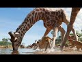 The Lion King 2019 Rockin Around The Christmas Tree Music Video