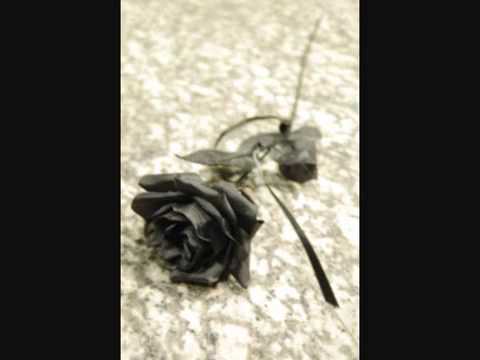 Argema   Černá růže