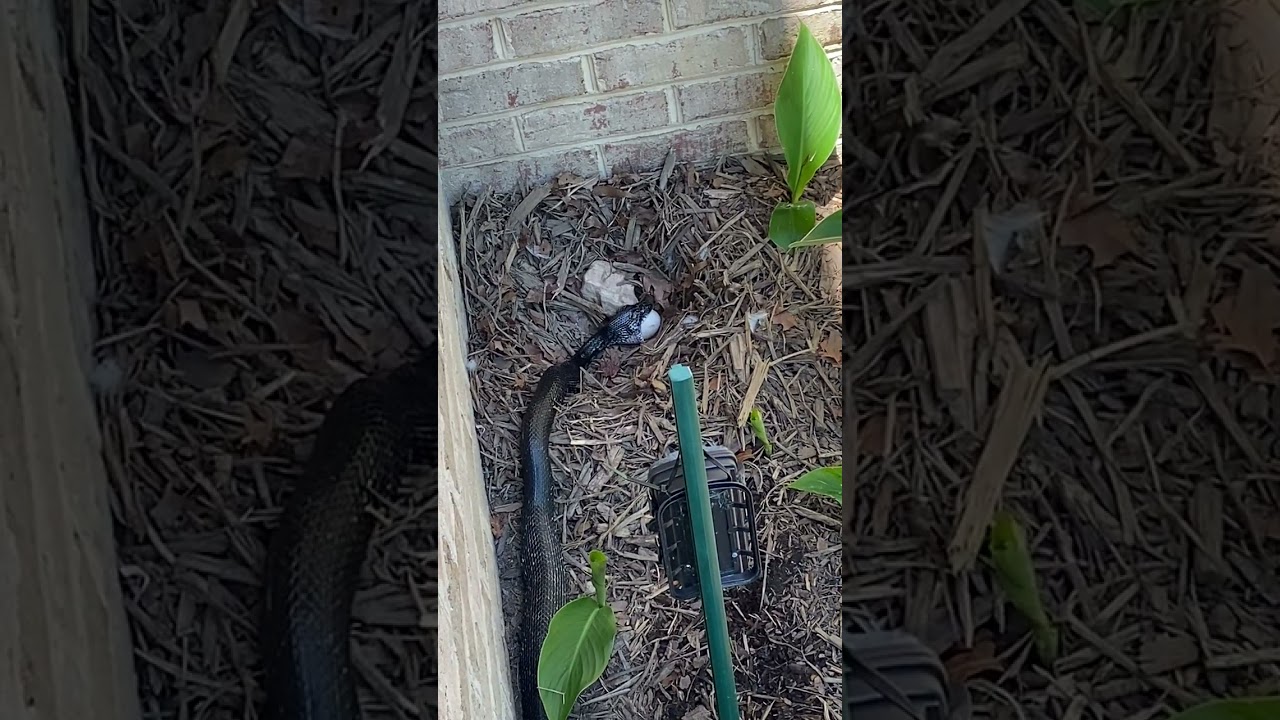 Crazy snake eats duck egg