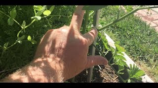 Ancient Garden Magic Clones Tomatoes Fast