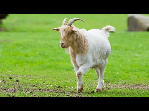 Bedrock Varo 4 Highlights - Alle Kills und Tode