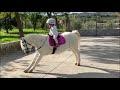 The Cutest Little Toddler Horse Rider And Her Pony