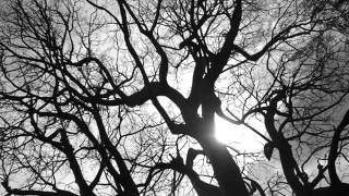 Avalanch -  Ecos de vida