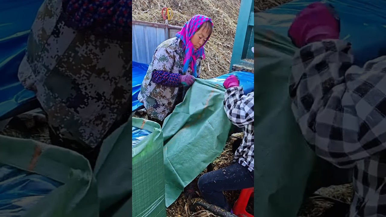 Manual positioning and covering of a large compressed bundle near a machine