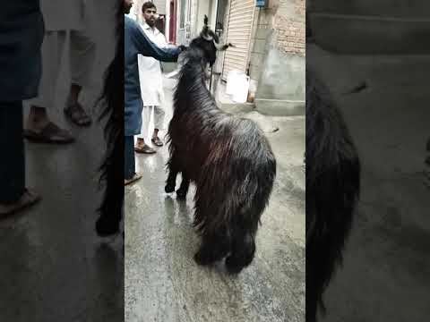 Eid Mubarak || Goat beauty || Kashmiri bakra || Pahari Bakra || Qurbani