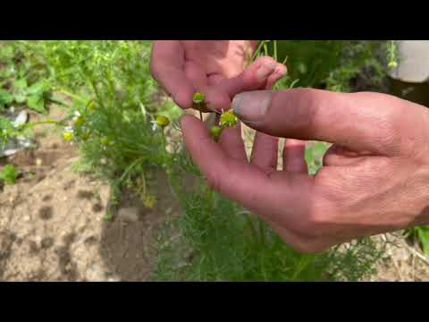 Identifying, Growing + Harvesting Chamomile