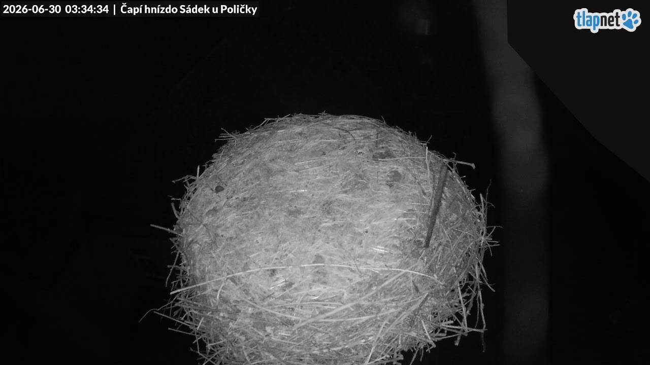 Live webcam view of White Stork Nest in Sádek