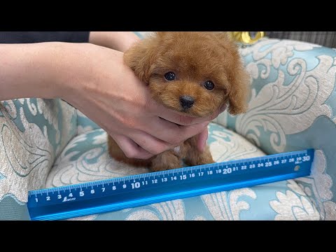 YouTube動画のサムネイル