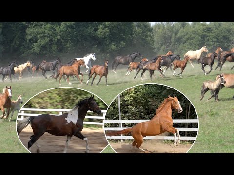 Konie Wielkopolskie u Anny i Jarosława Pacek