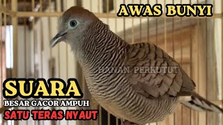 Download lagu Burung Perkutut suara besar gacor AMPUH pancingan BURUNG PERKUTUT AGAR TIDAK MALAS BUNYI mp3 Download lagu Burung Perkutut suara besar gacor AMPUH pancingan BURUNG PERKUTUT AGAR TIDAK MALAS BUNYI mp3