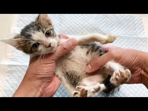 猫が排便できません - どうすればいいですか?
