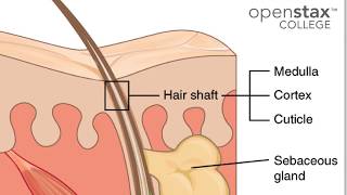 05E Integumentary System Hair and Nails