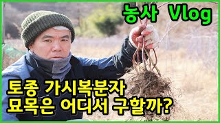 토종 유기농 가시복분자 묘목은 어떻게 구할까?