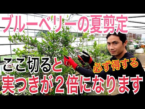 ラズベリーの茂みを剪定する時期と最善の方法は？ 2023 年の冬に実践すべきすべての正しい行動  庭園
