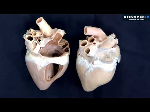 Corazón 5 Descripción general del interior de las cavidades